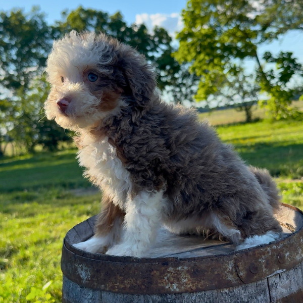 Merle-Bernedoodle
