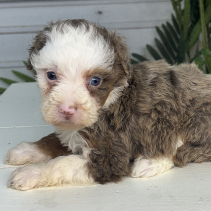 Merle-Bernedoodle-Puppy