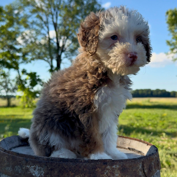 Merle-Bernedoodle
