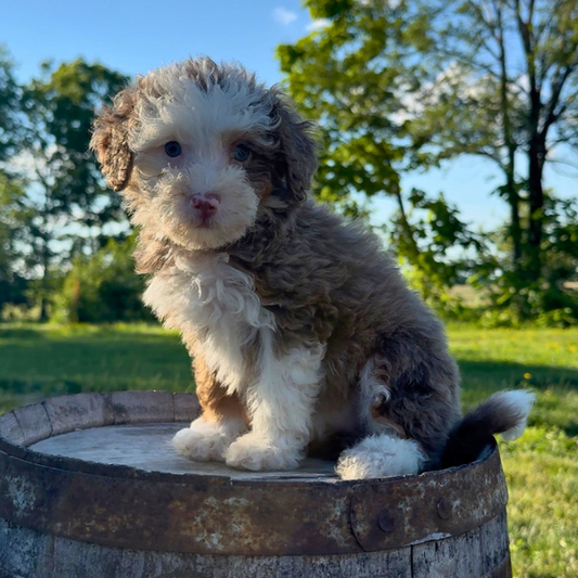 Merle-Bernedoodle