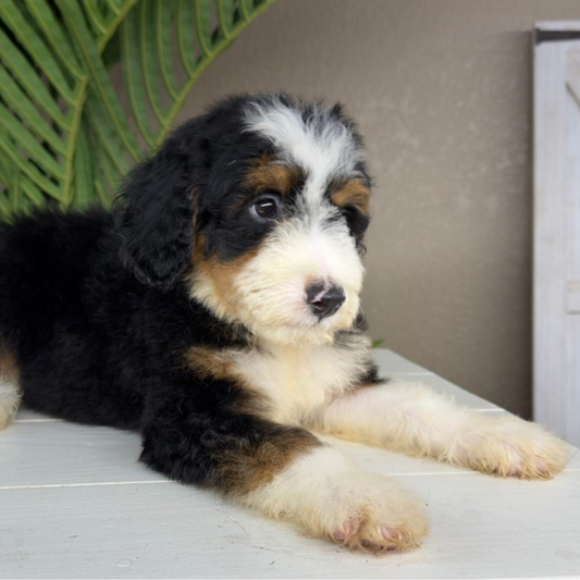 Micro-Bernedoodle-Breeder
