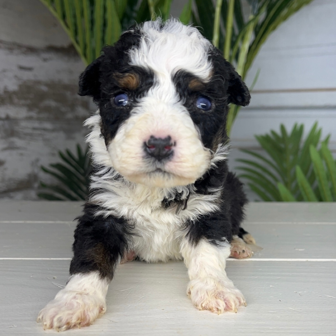 Bernedoodle-Puppies-Near-Me