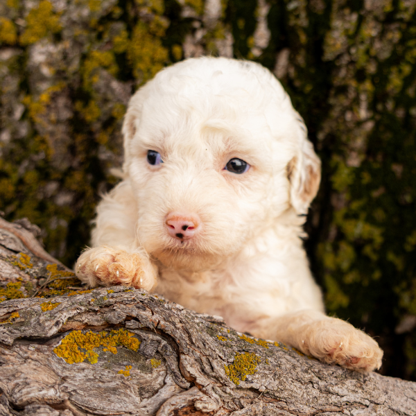 White-Goldendoodle