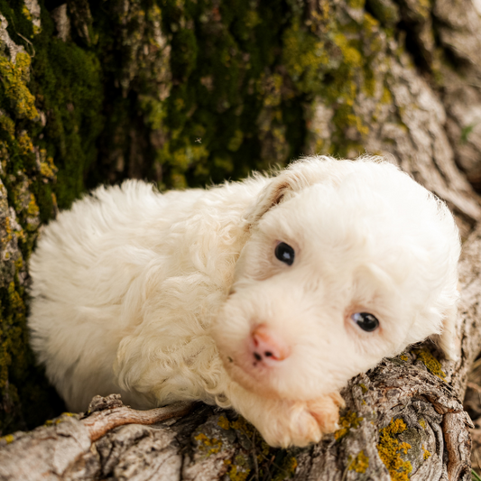 White-Goldendoodle