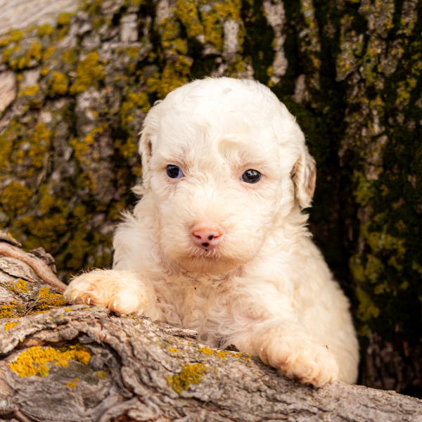 White-Goldendoodle