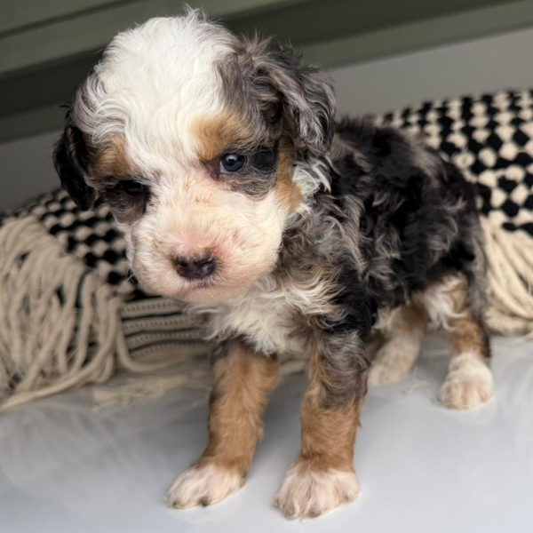 Bernedoodle-Puppy-Breeder
