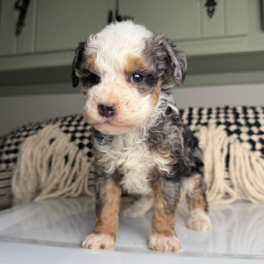 Bernedoodle-Puppy-Breeder