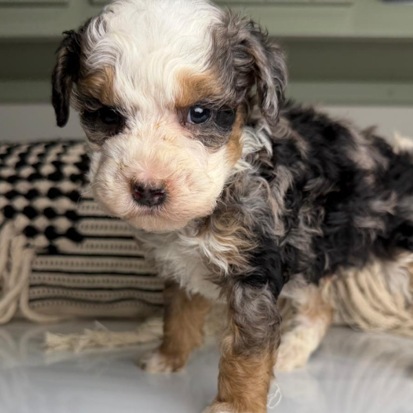 Bernedoodle-Puppy-Breeder