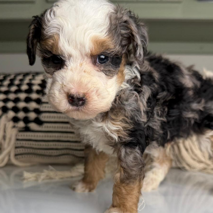 Bernedoodle-Puppy-Breeder