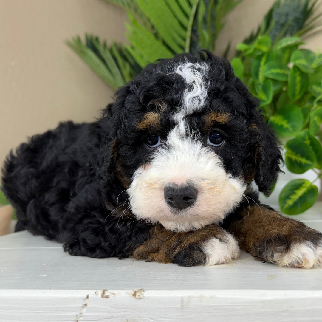 Bernedoodle-Puppies-Near-Me