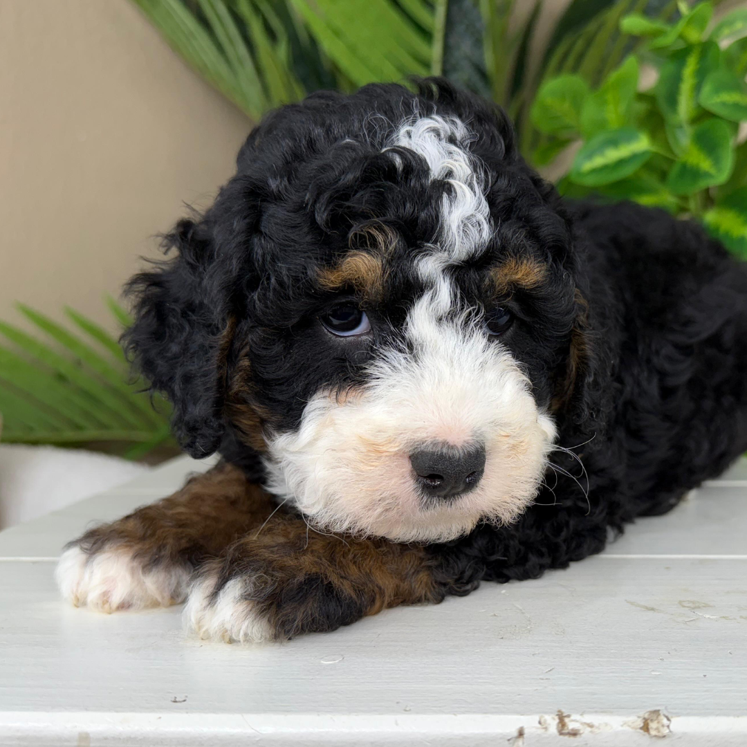 Bernedoodle-Puppies-Near-Me