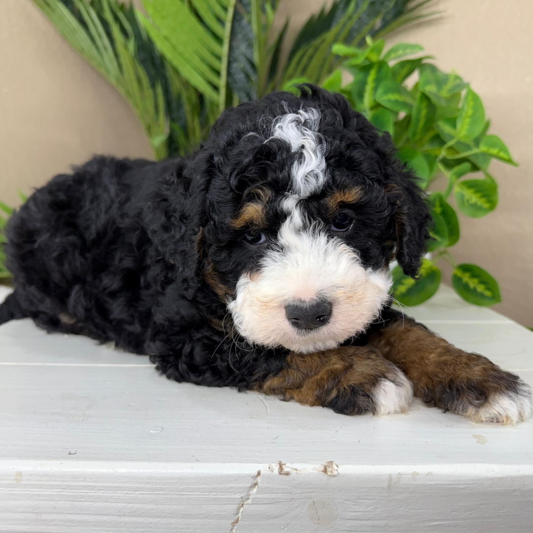 Bernedoodle-Puppies-Near-Me