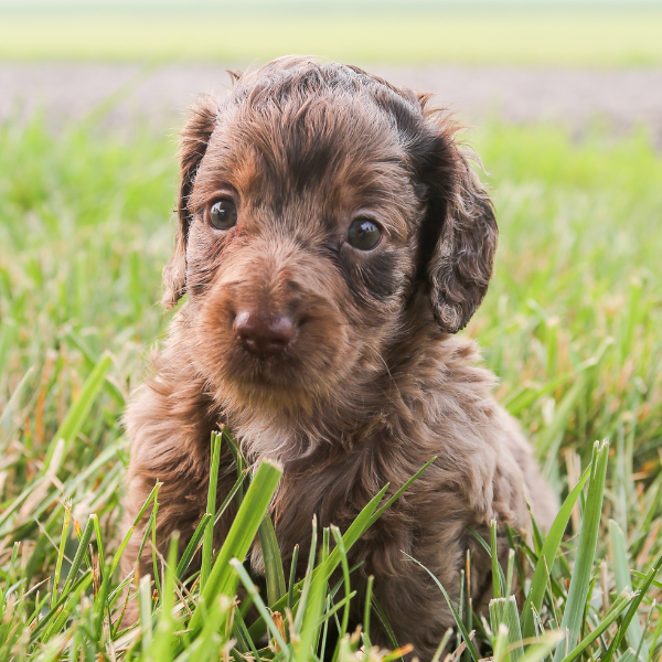 Chocolate-Merle-Goldendoodle