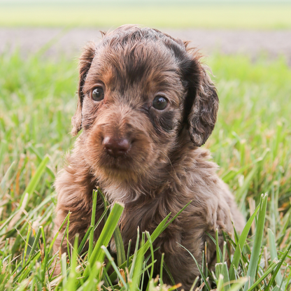 Chocolate-Merle-Goldendoodle