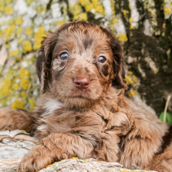 Chocolate-Merle-Goldendoodle