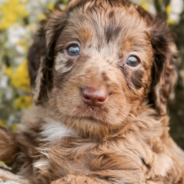 Chocolate-Merle-Goldendoodle