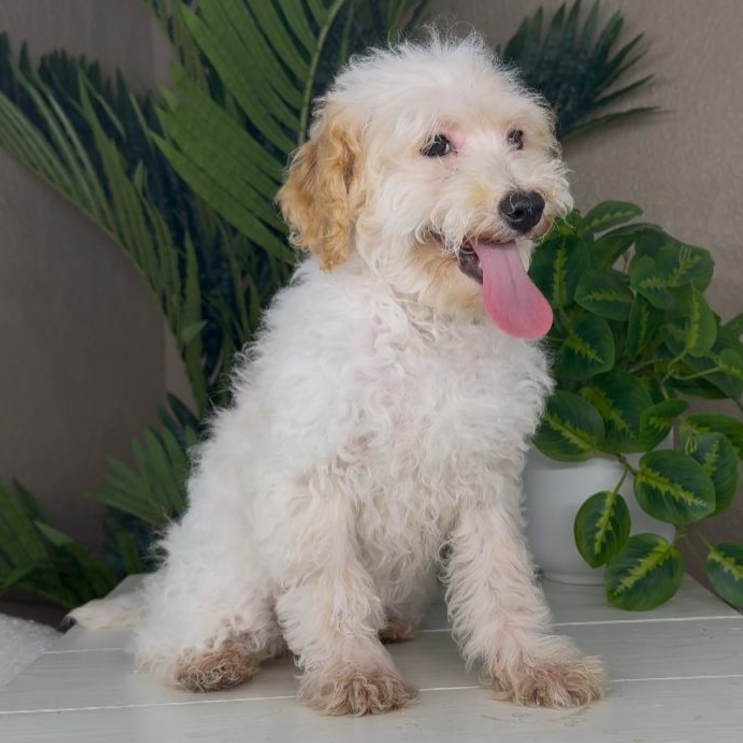Bernedoodle-Puppies-Near-Me