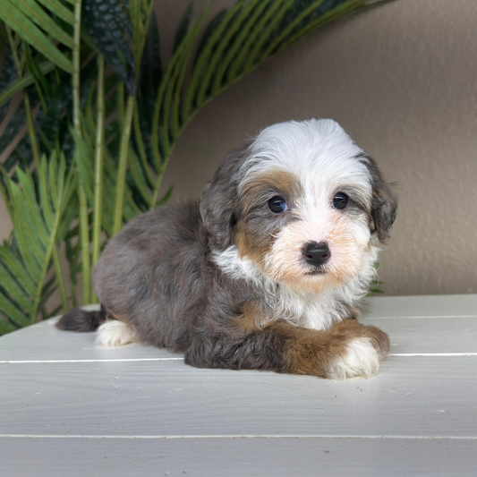 Merle-Bernedoodle