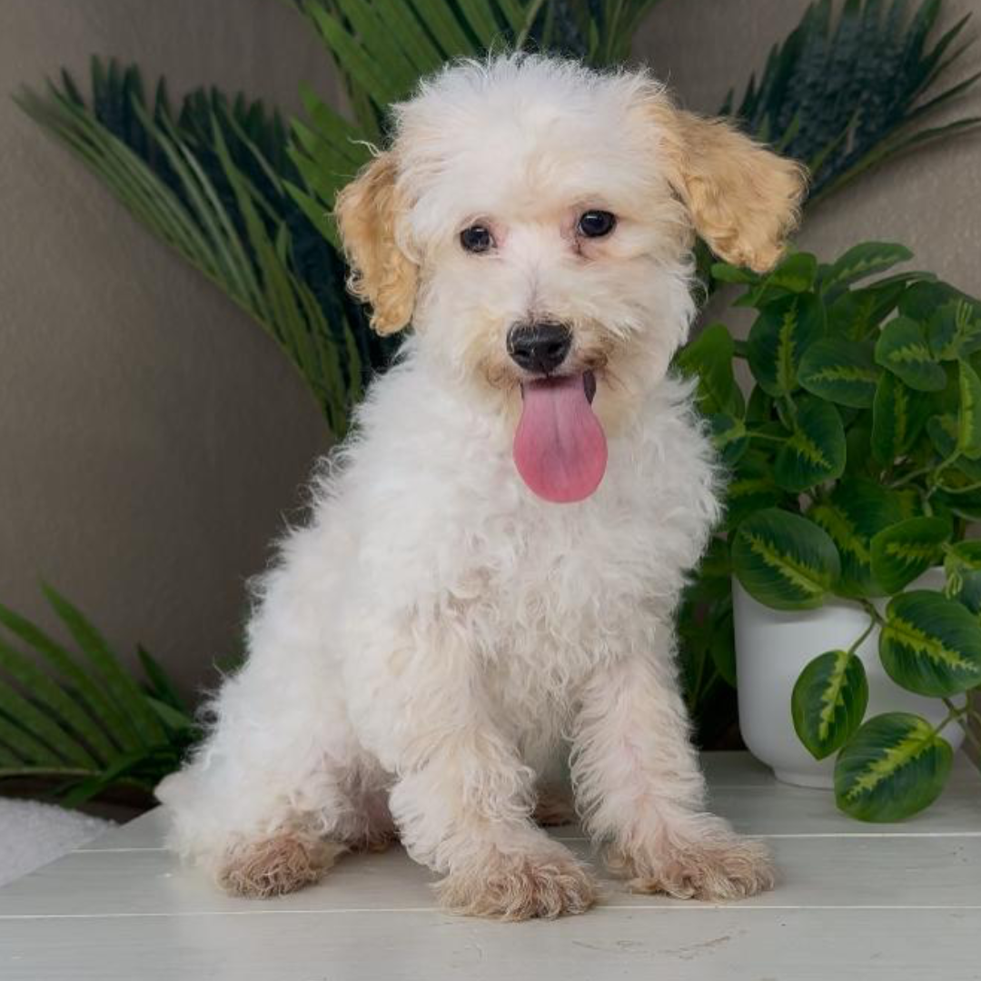 Bernedoodle-Puppies-Near-Me