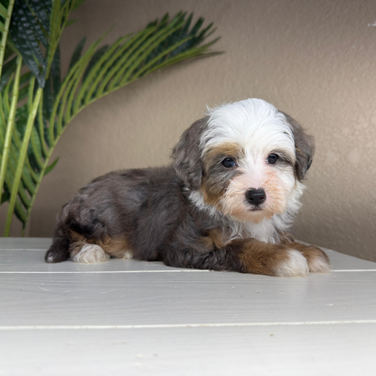 Merle-Bernedoodle