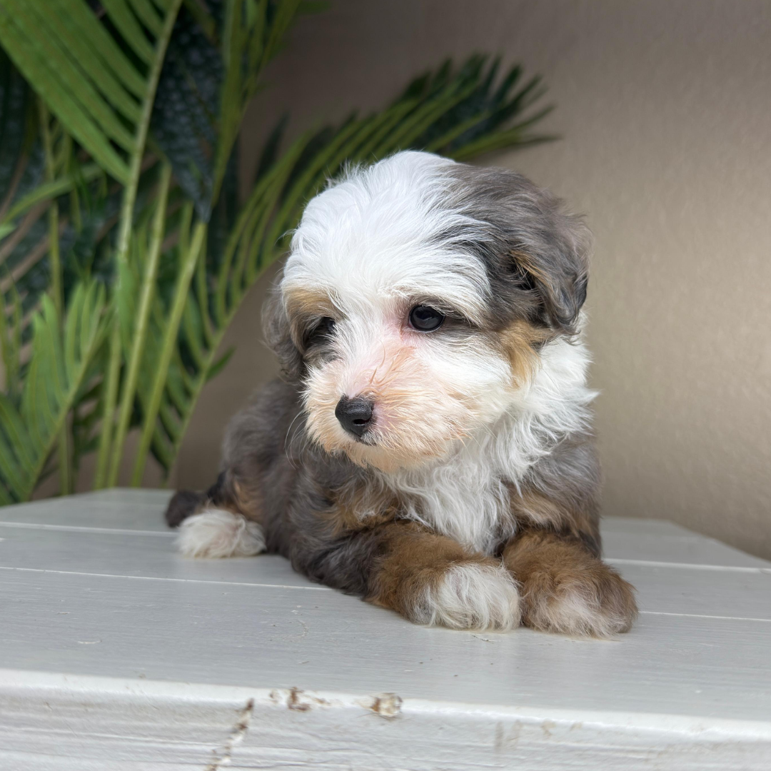 Merle-Bernedoodle