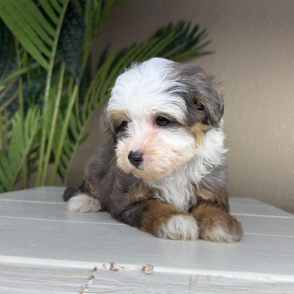 Merle-Bernedoodle
