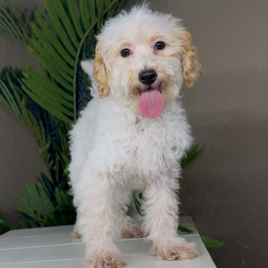 Goldendoodle-Puppies-Near-Me