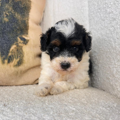 Micro-Bernedoodles