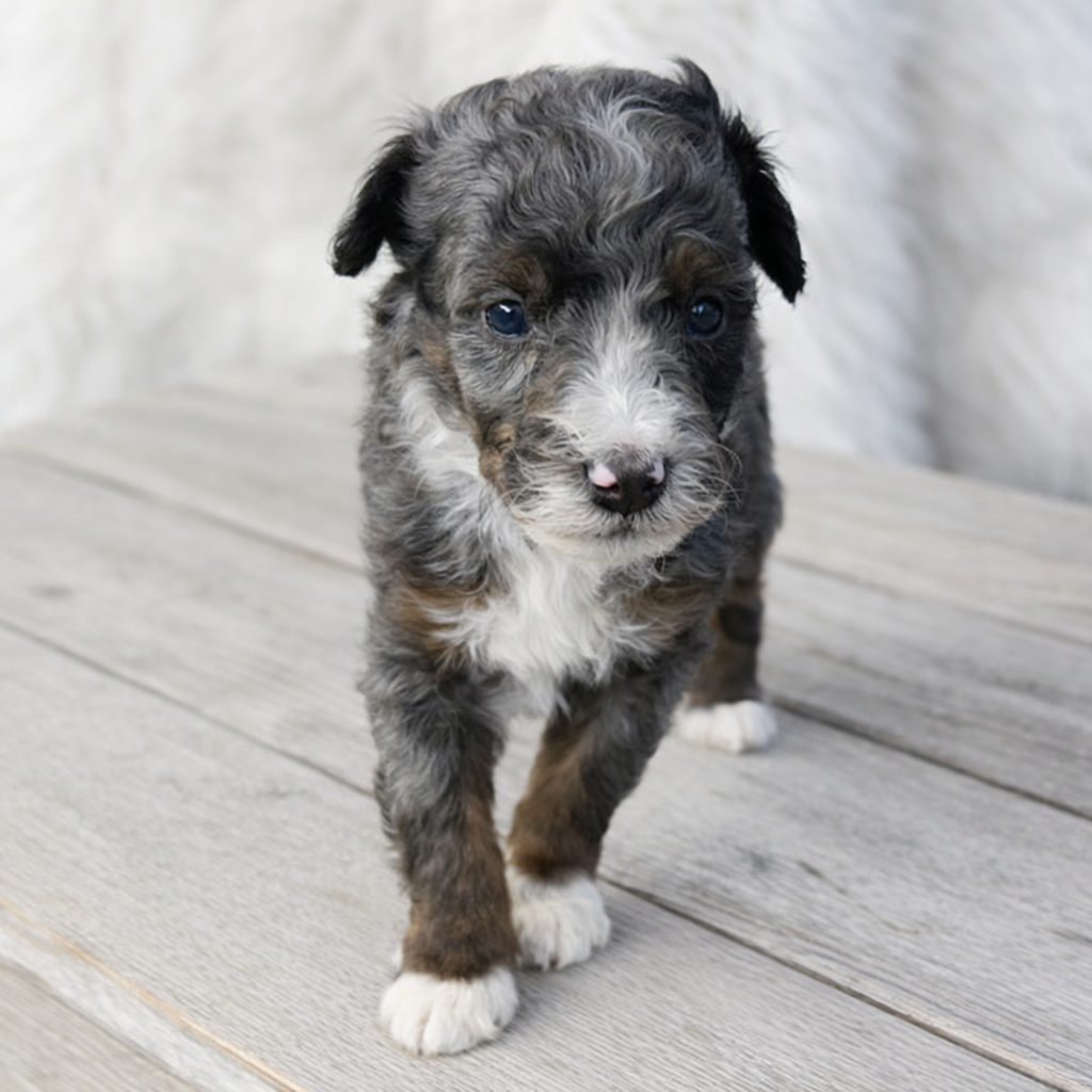 Merle-Bernedoodle