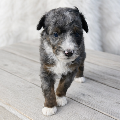 Merle-Bernedoodle