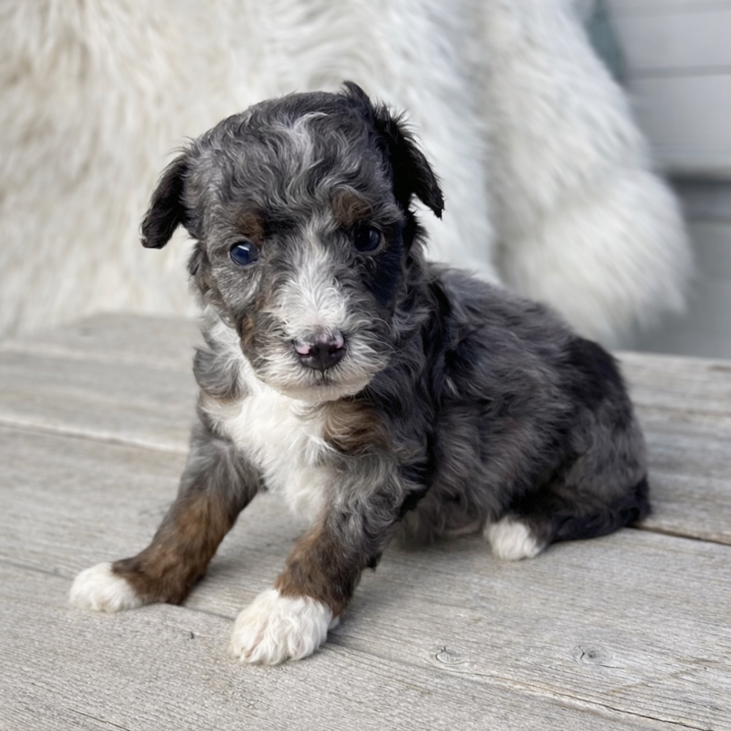 Merle-Bernedoodle