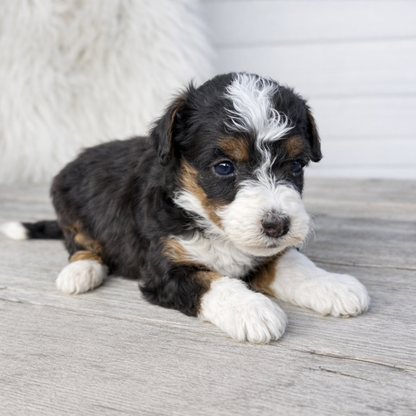 Bernedoodle-Puppy