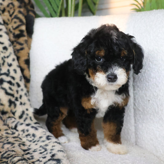 Bernedoodle-Puppy