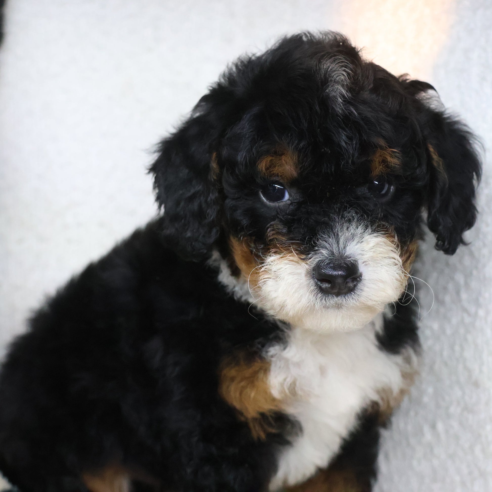 Bernedoodle-Puppy