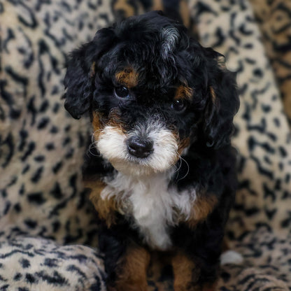 Bernedoodle-Puppy