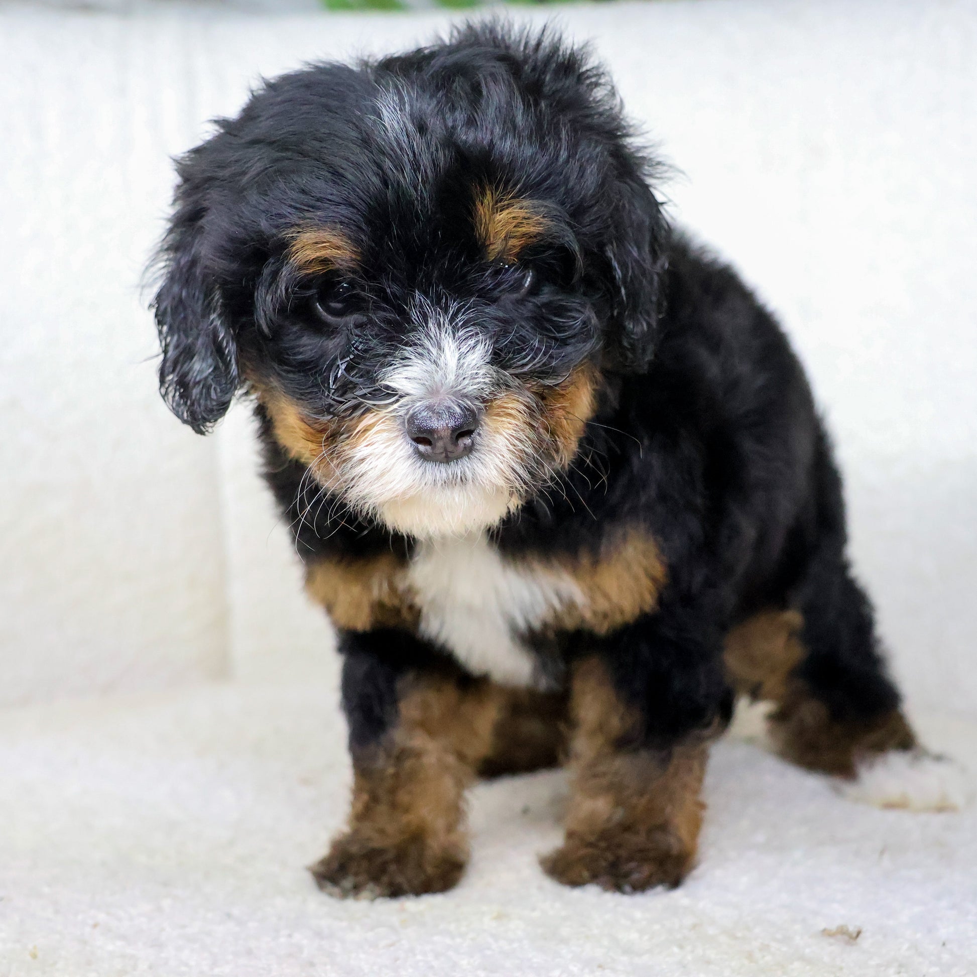 Tri-Color-Bernedoodles