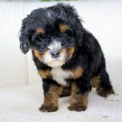 Tri-Color-Bernedoodles