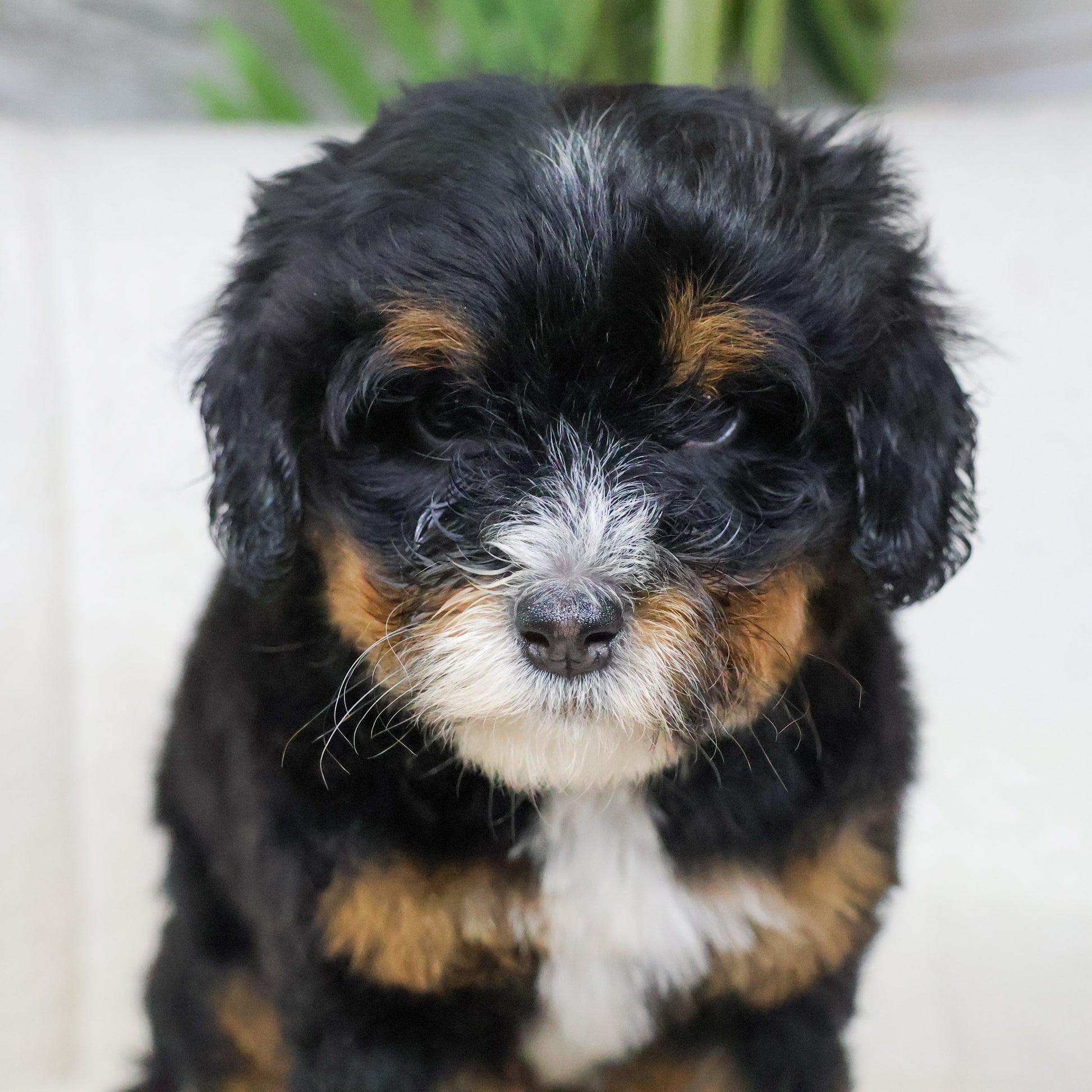 Tri-Color-Bernedoodles