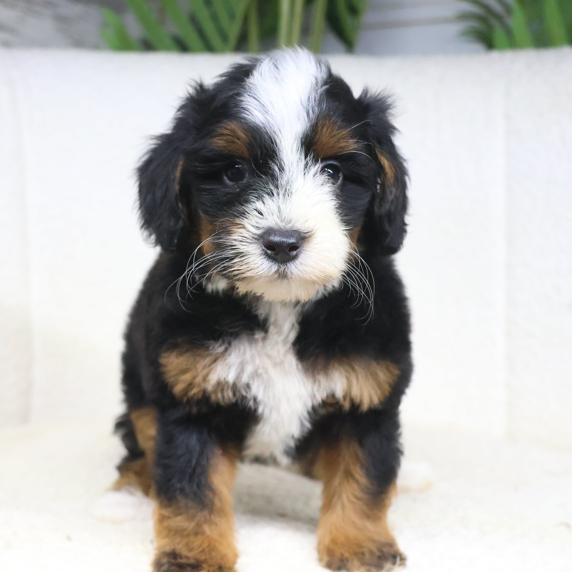 Tricolor-Bernedoodle-Puppies