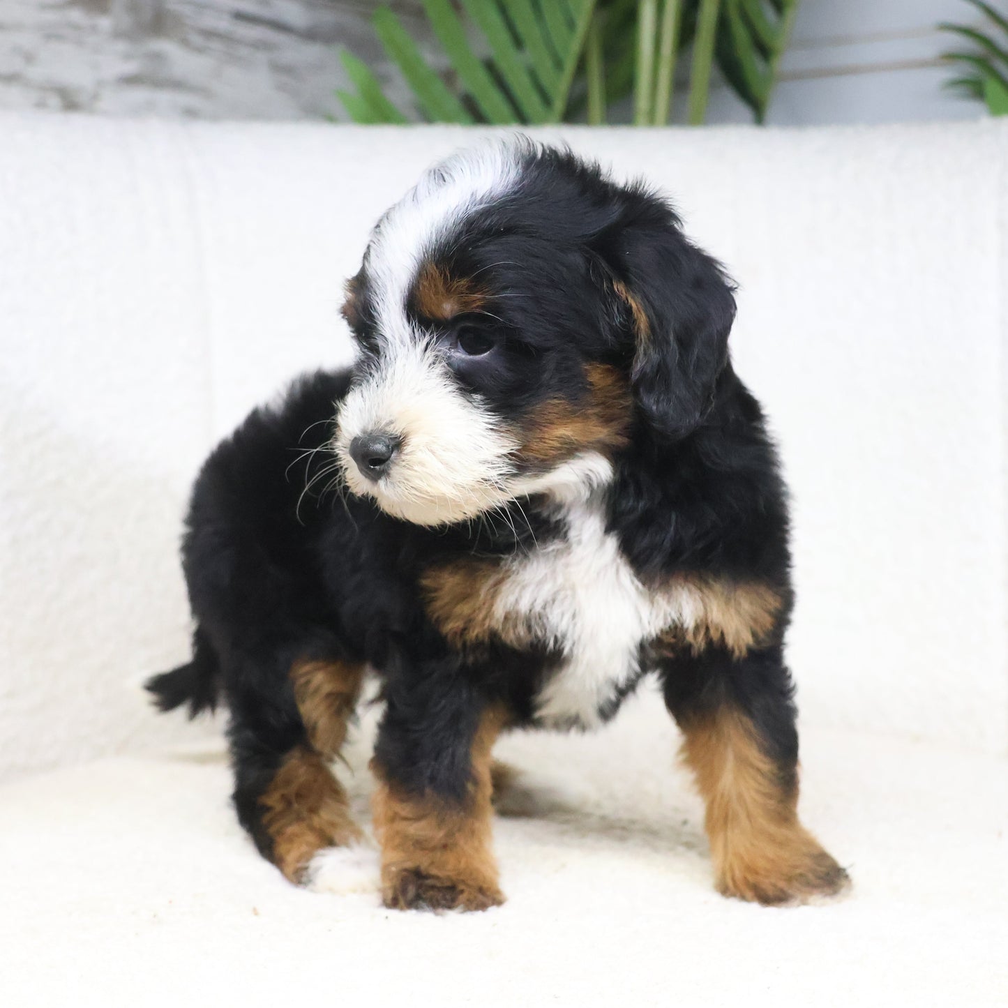 Tricolor-Bernedoodle-Puppies