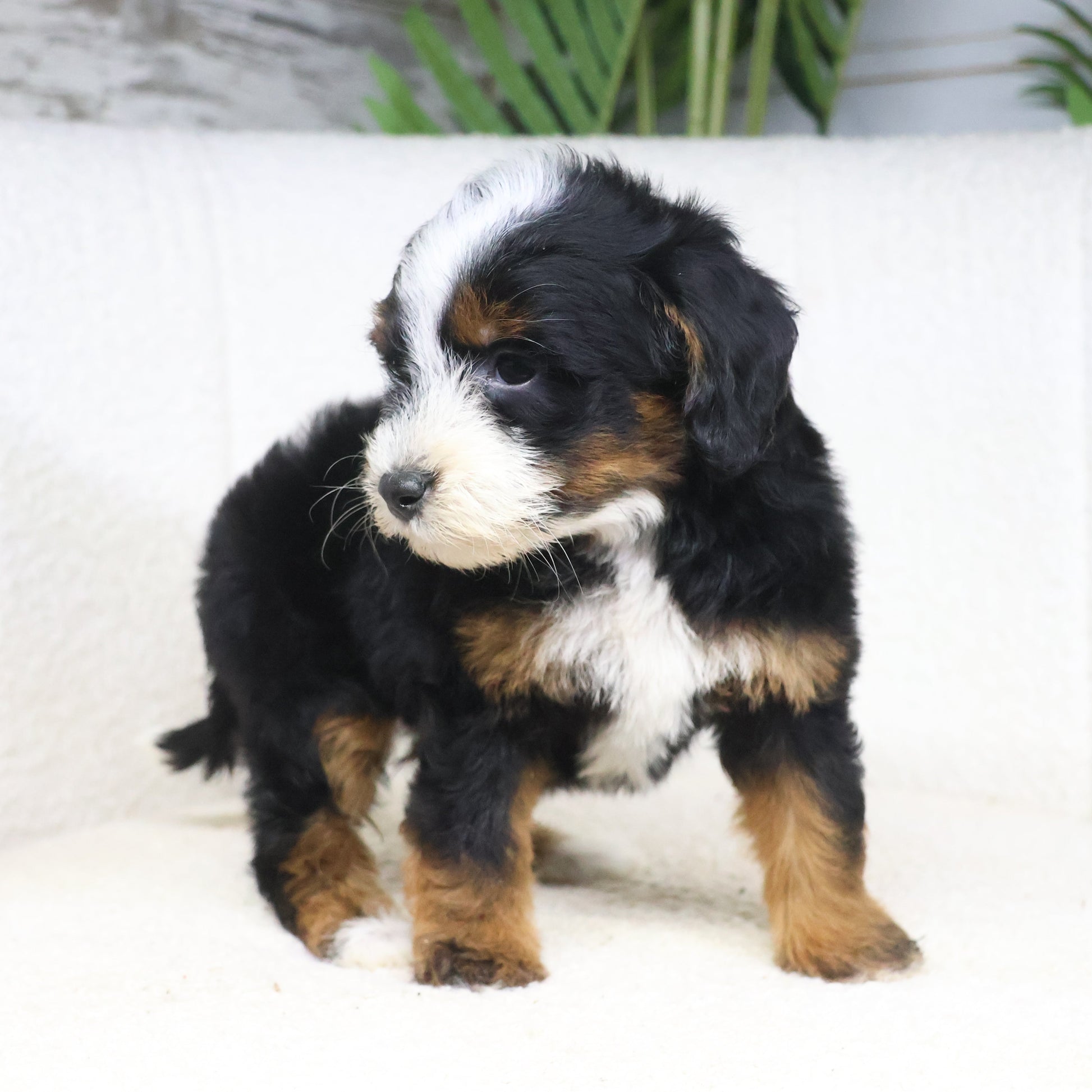 Tricolor-Bernedoodle-Puppies