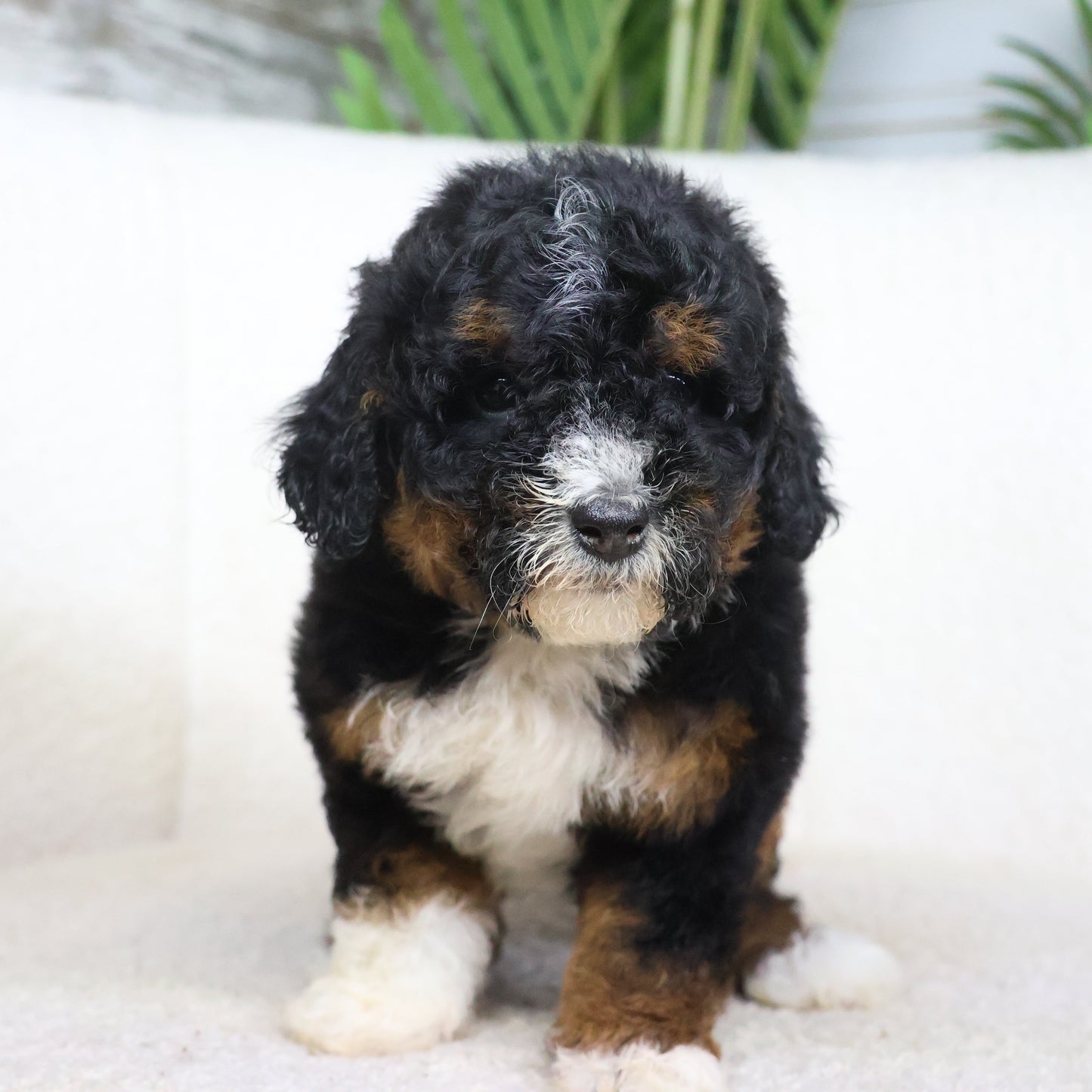 Bernedoodle-Puppies