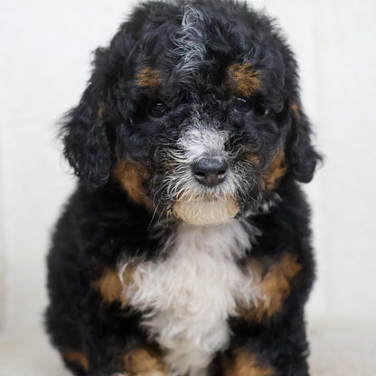 Bernedoodle-Puppies
