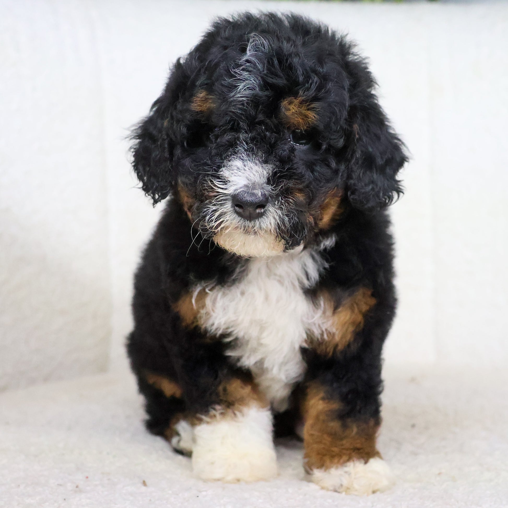 Bernedoodle-Puppies