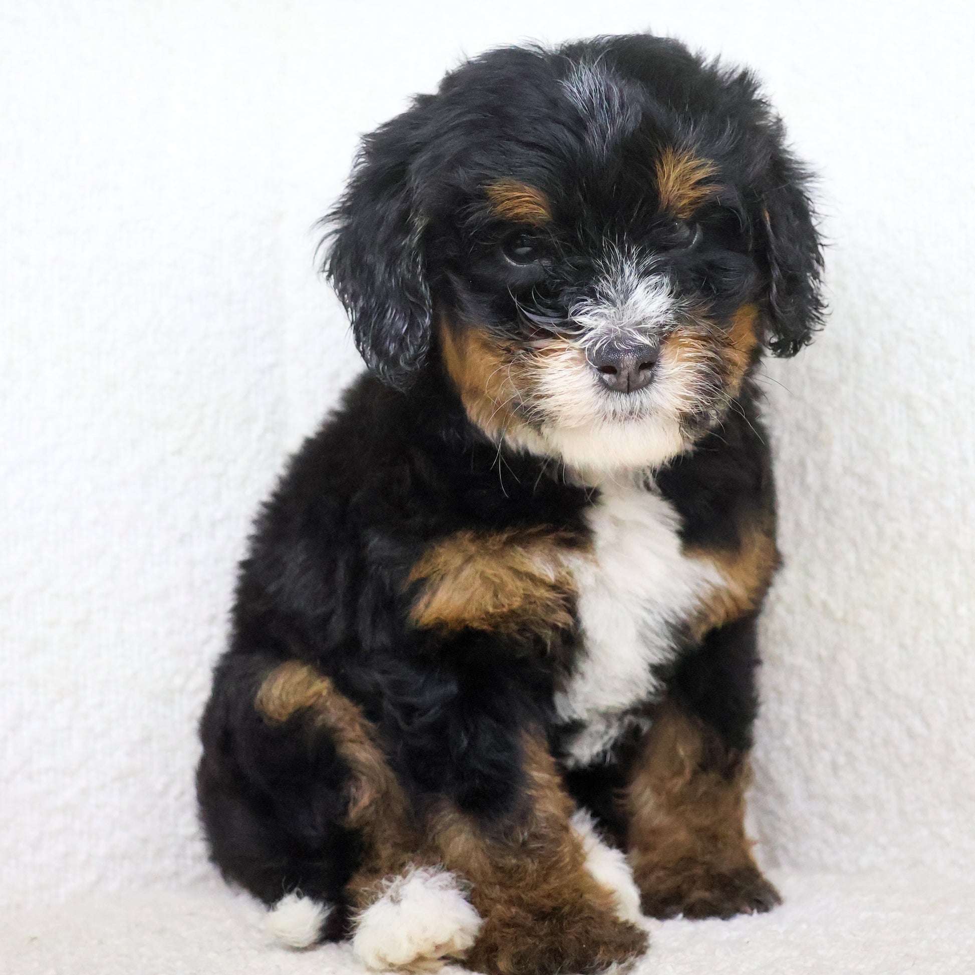 Tri-Color-Bernedoodles