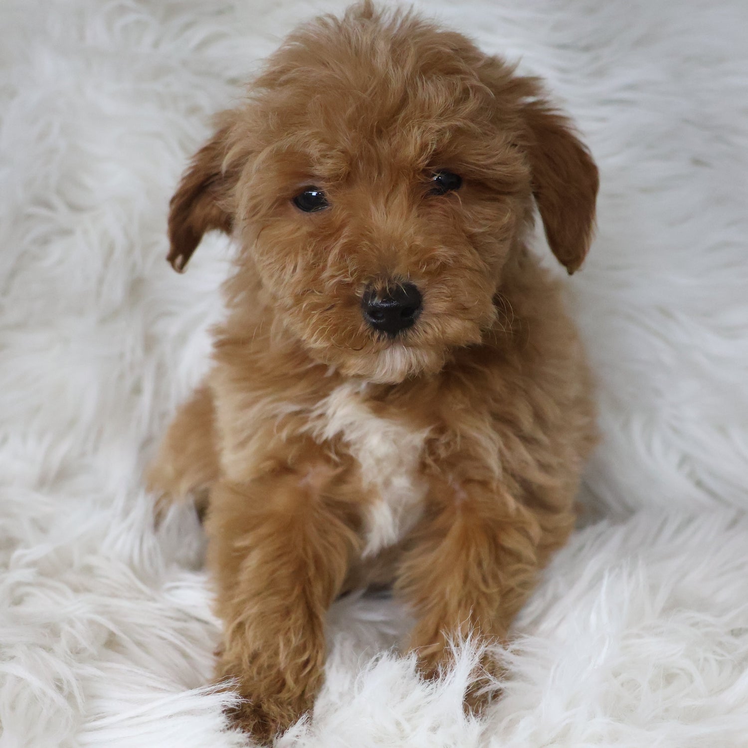 Micro-Goldendoodle-Puppy