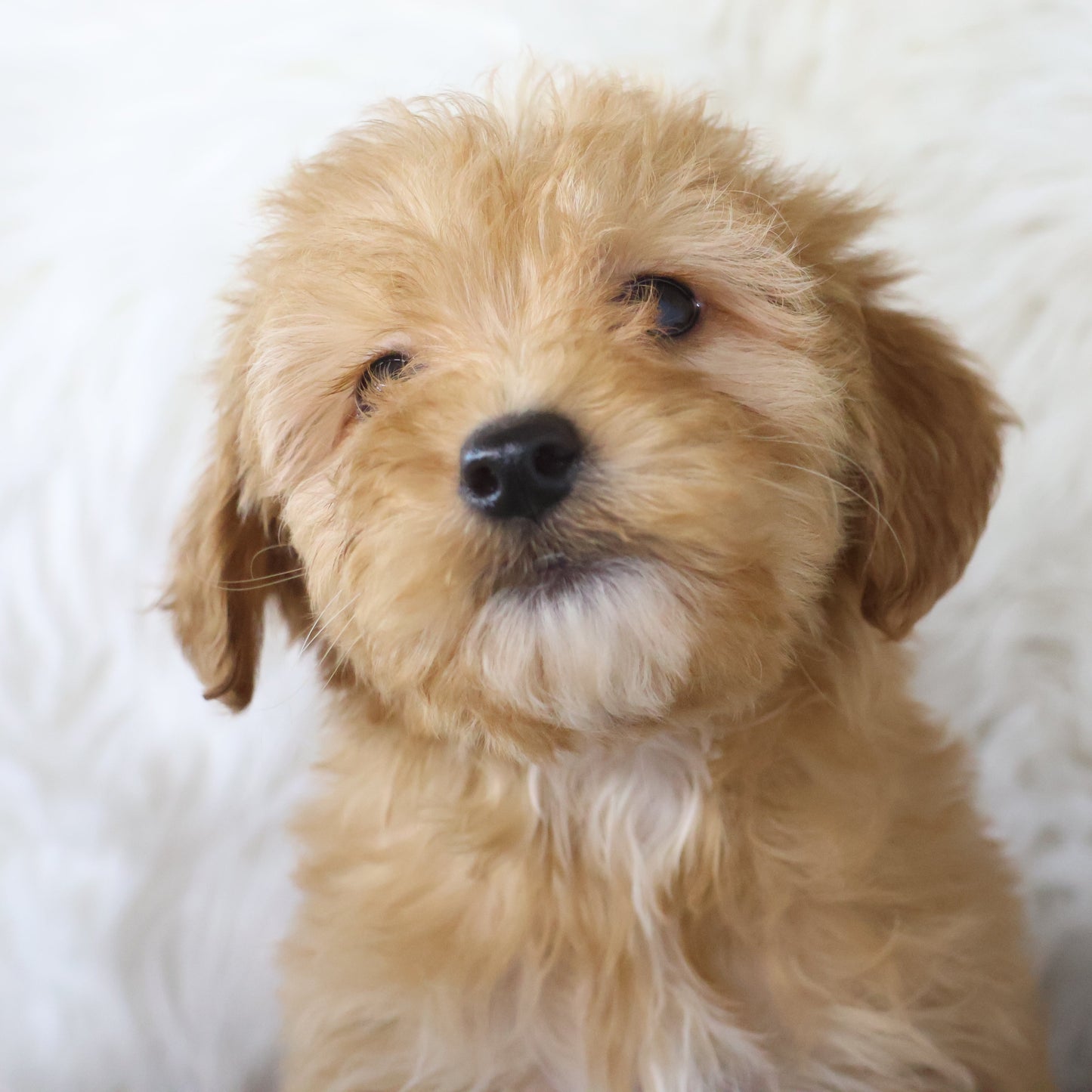 Micro-Goldendoodle-Puppy