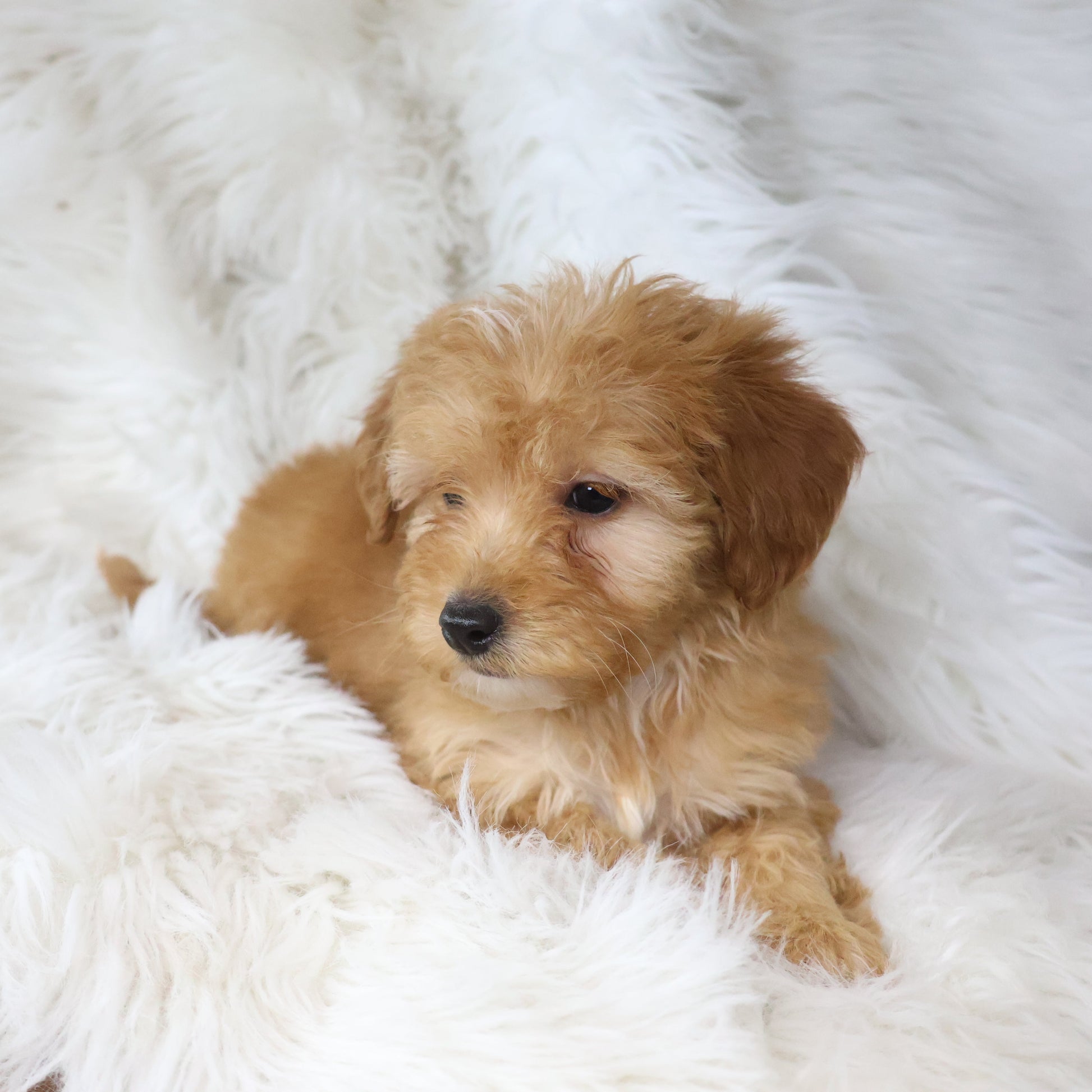 Micro-Goldendoodle-Puppy