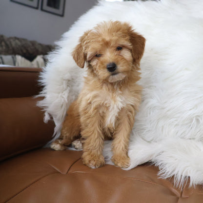 Micro-Goldendoodle-Puppy
