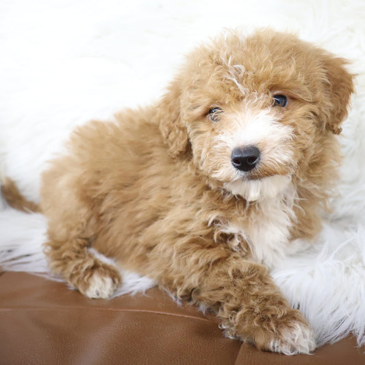 Micro-Goldendoodle-Puppy